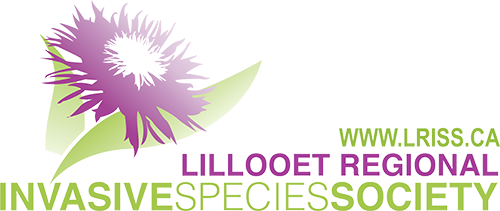 raffle logo